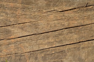 a bird is perched on a wooden plank