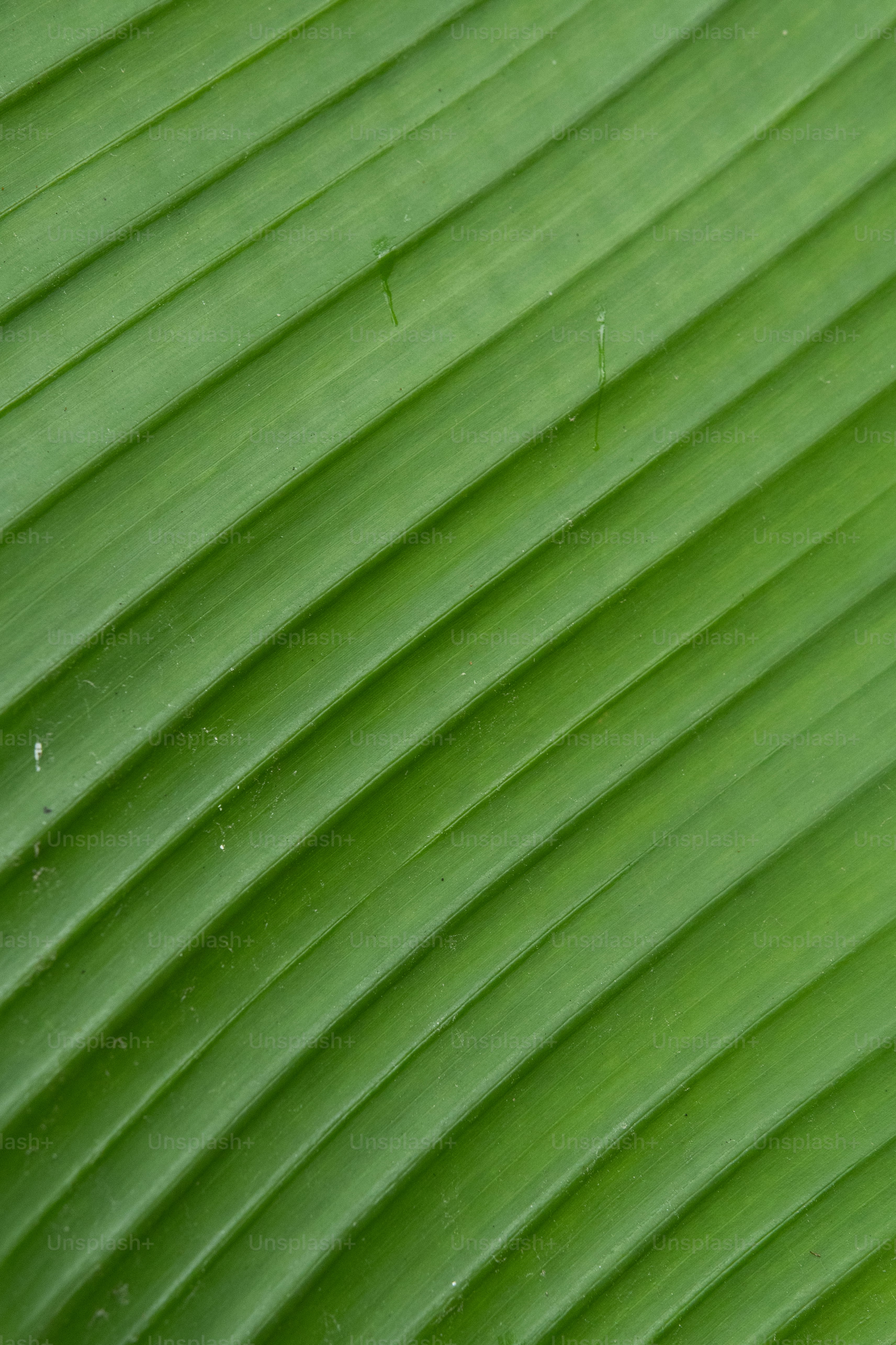 How To Create Backgrounds For Macro Photography Youtu vrogue.co