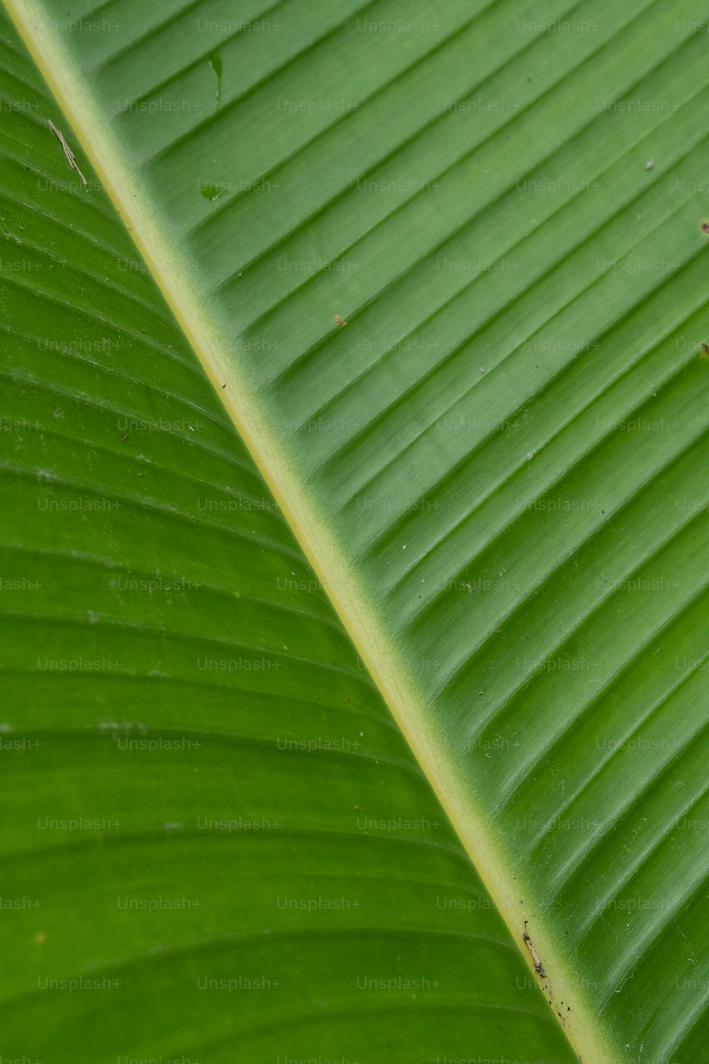 a close up of a large green leaf