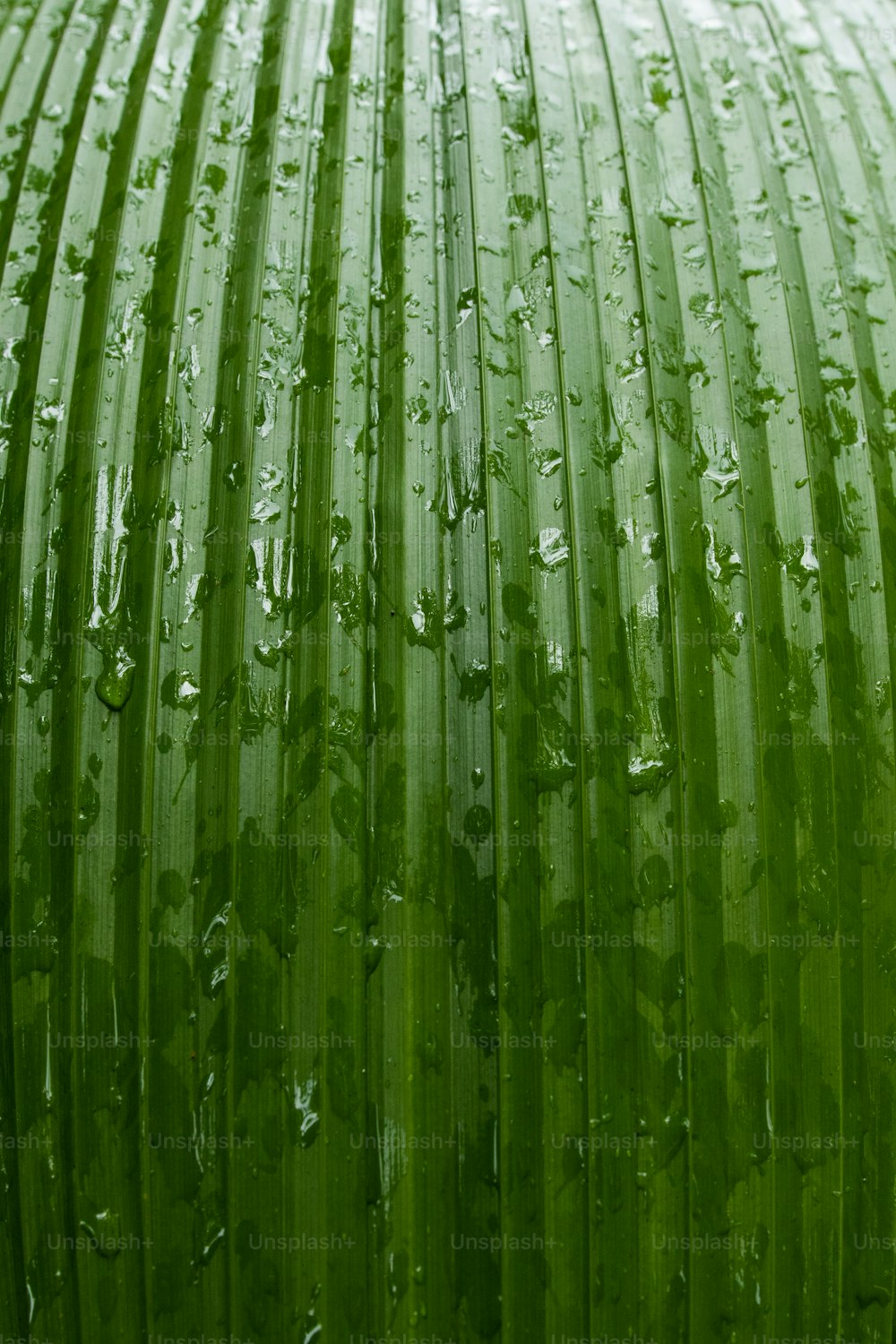 un primo piano di una foglia verde con gocce d'acqua su di essa