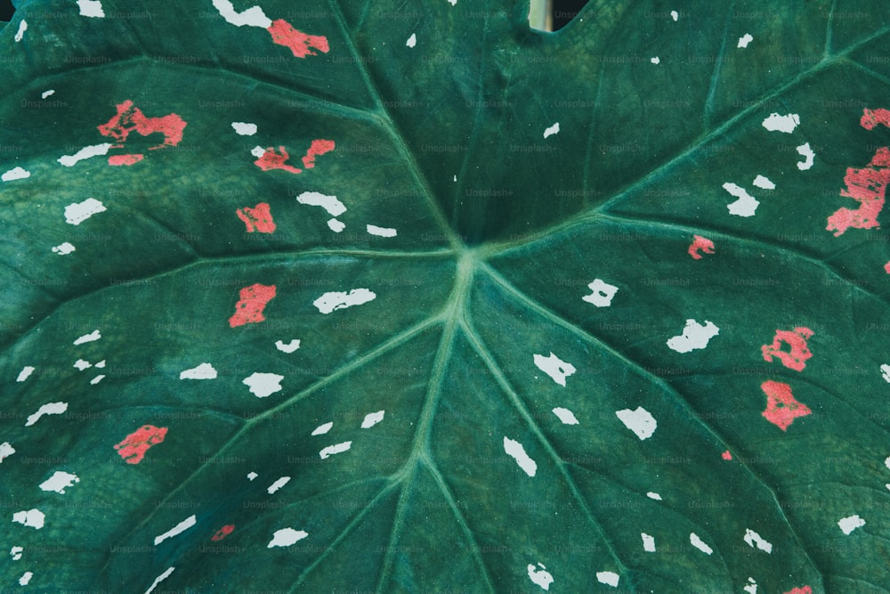 a green leaf with white and red spots