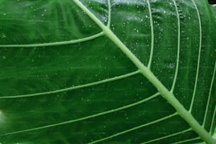 una hoja verde con gotas de agua
