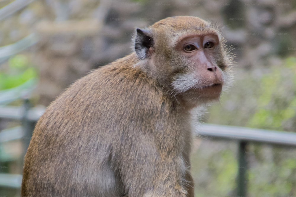um macaco sentado em cima de um banco de madeira