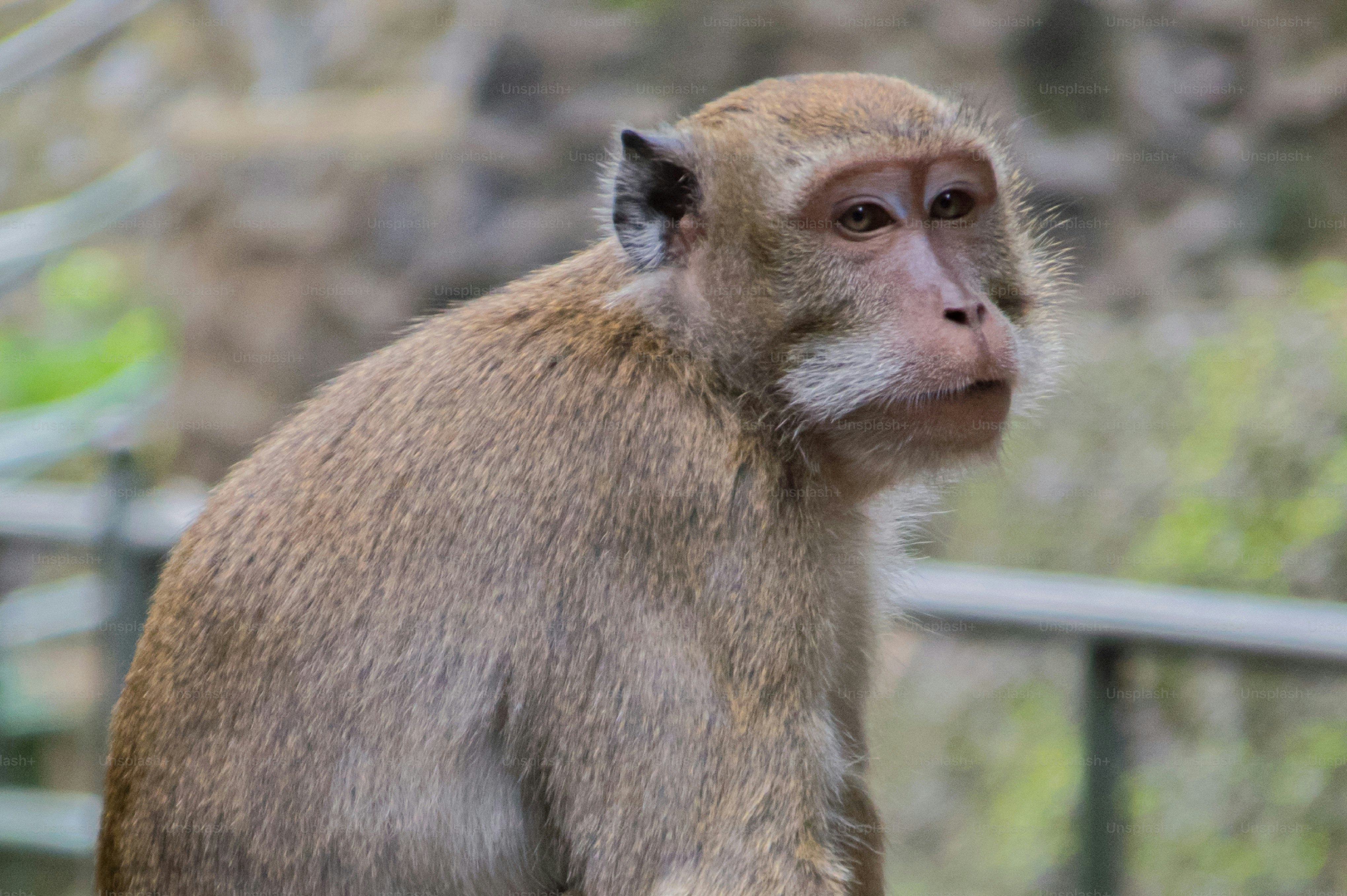 a monkey sitting on top of a wooden bench