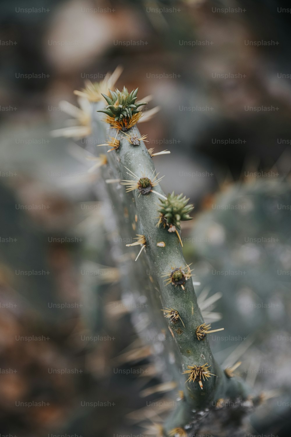 Un primer plano de una planta de cactus con pequeños brotes