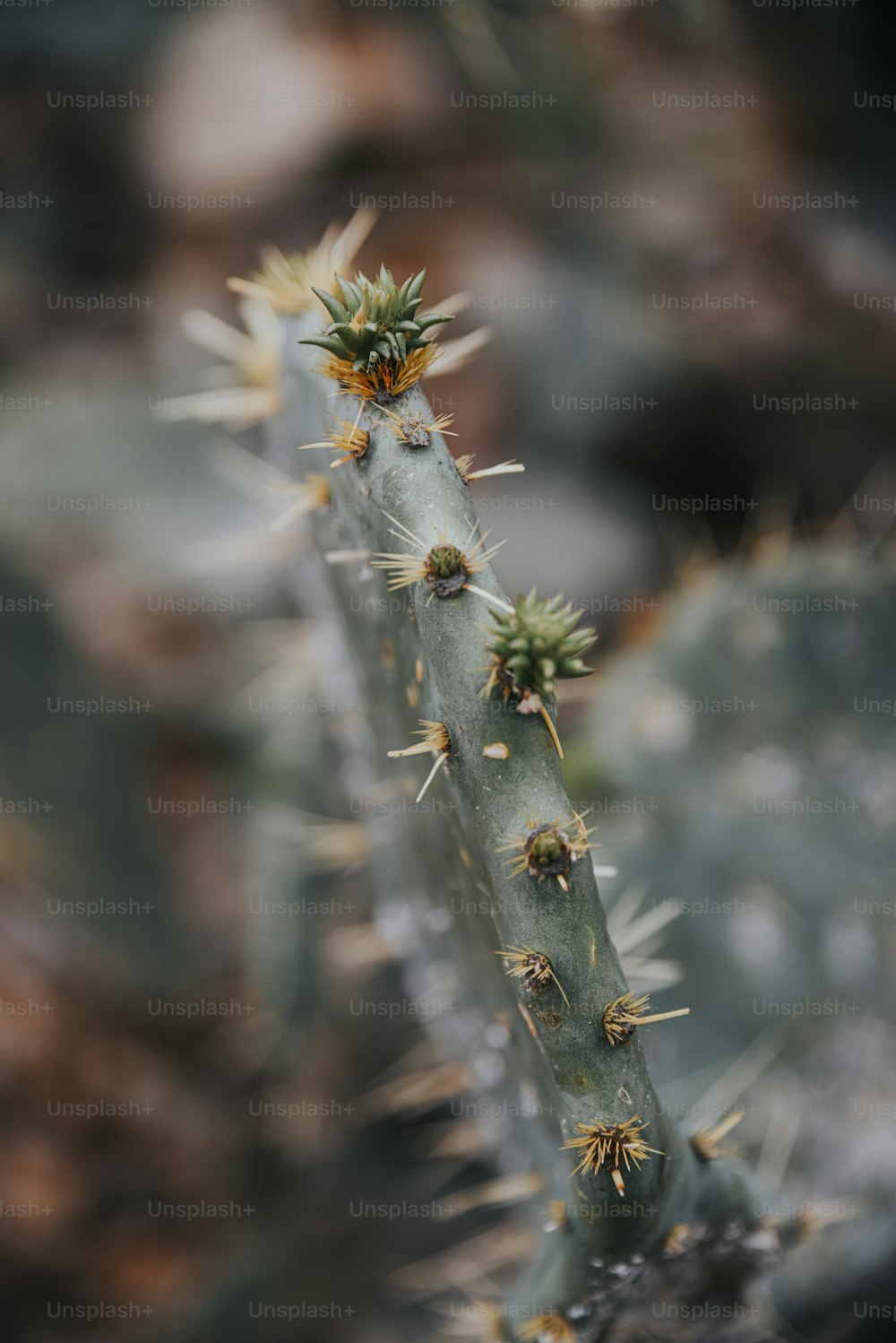 a close up of a cactus plant with small buds