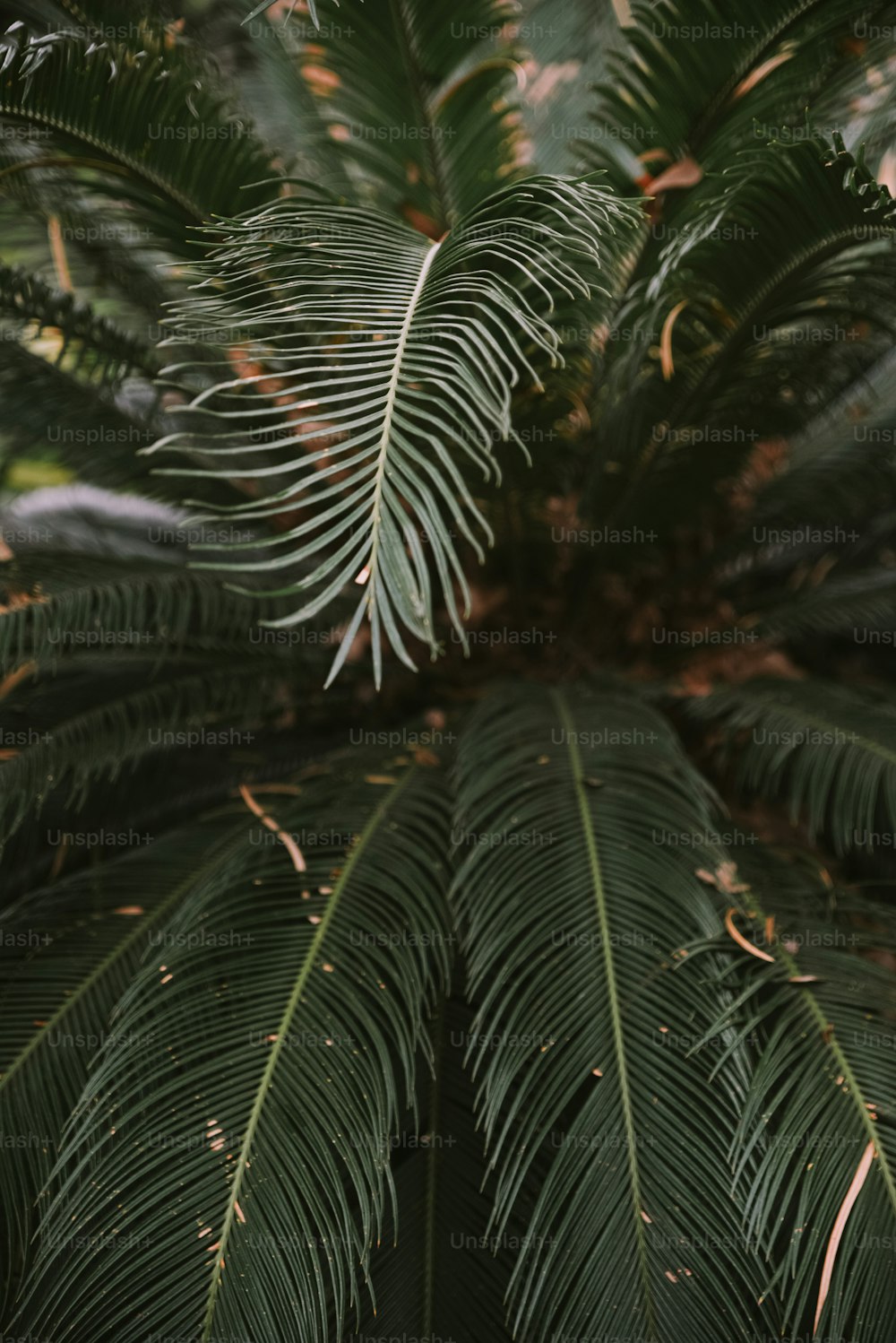 Un primer plano de una palmera con muchas hojas