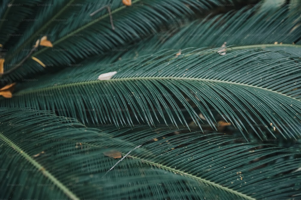 Un primo piano di una palma verde