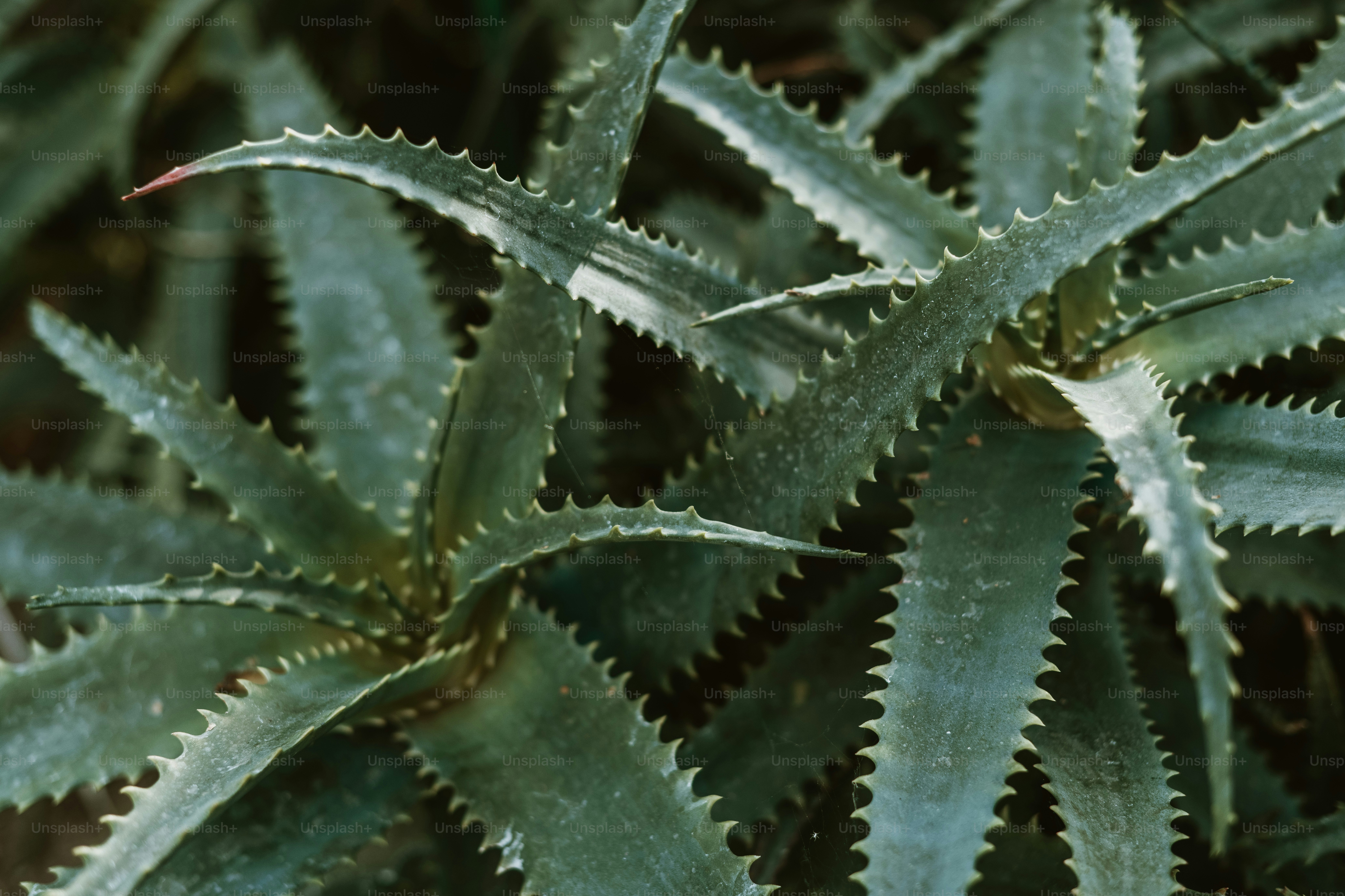 Un primer plano de una planta verde con hojas