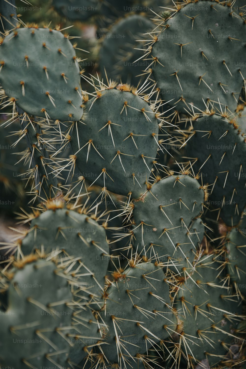 um close up de um monte de plantas de cactos
