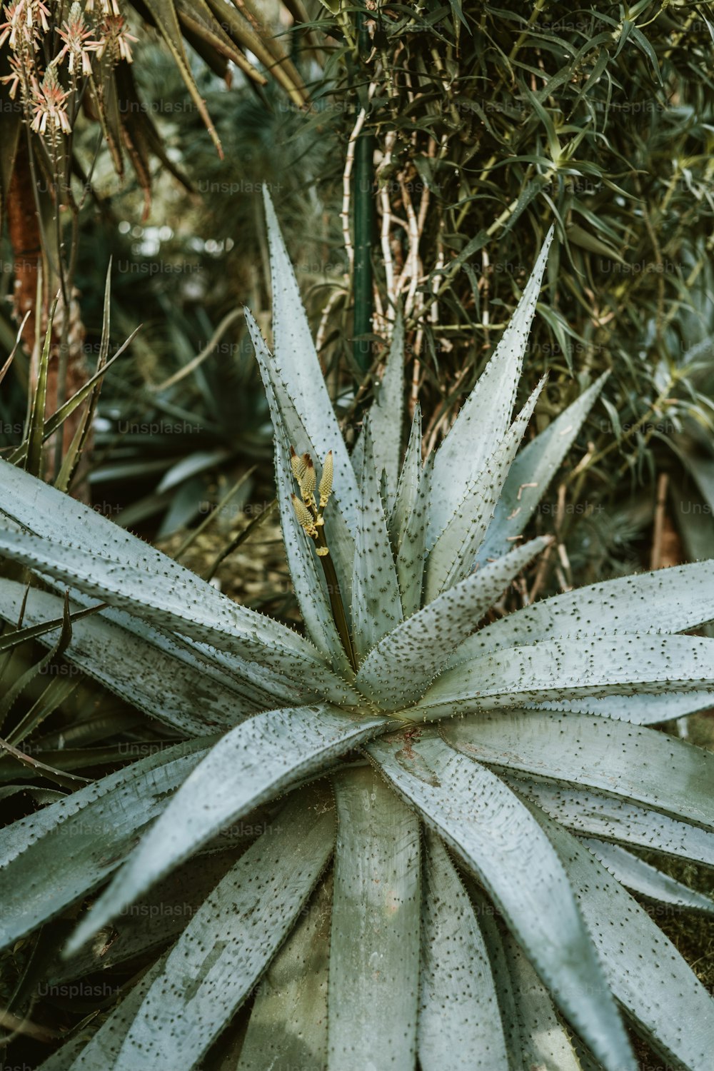 um close up de uma planta com gotas de água sobre ela
