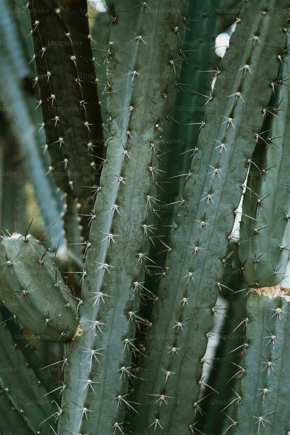 Un primo piano di una pianta di cactus con molte foglie