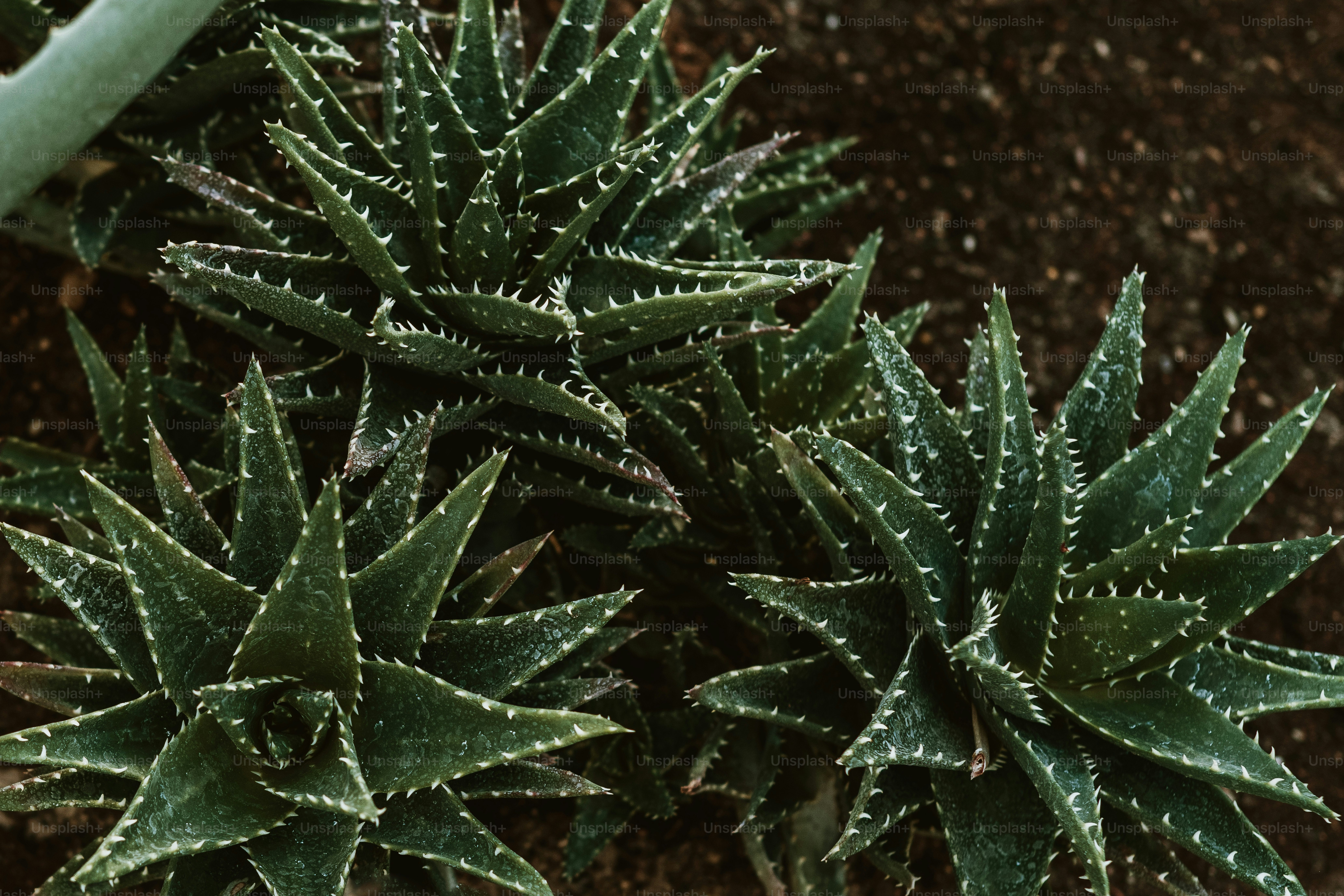 Un par de plantas verdes sentadas una al lado de la otra