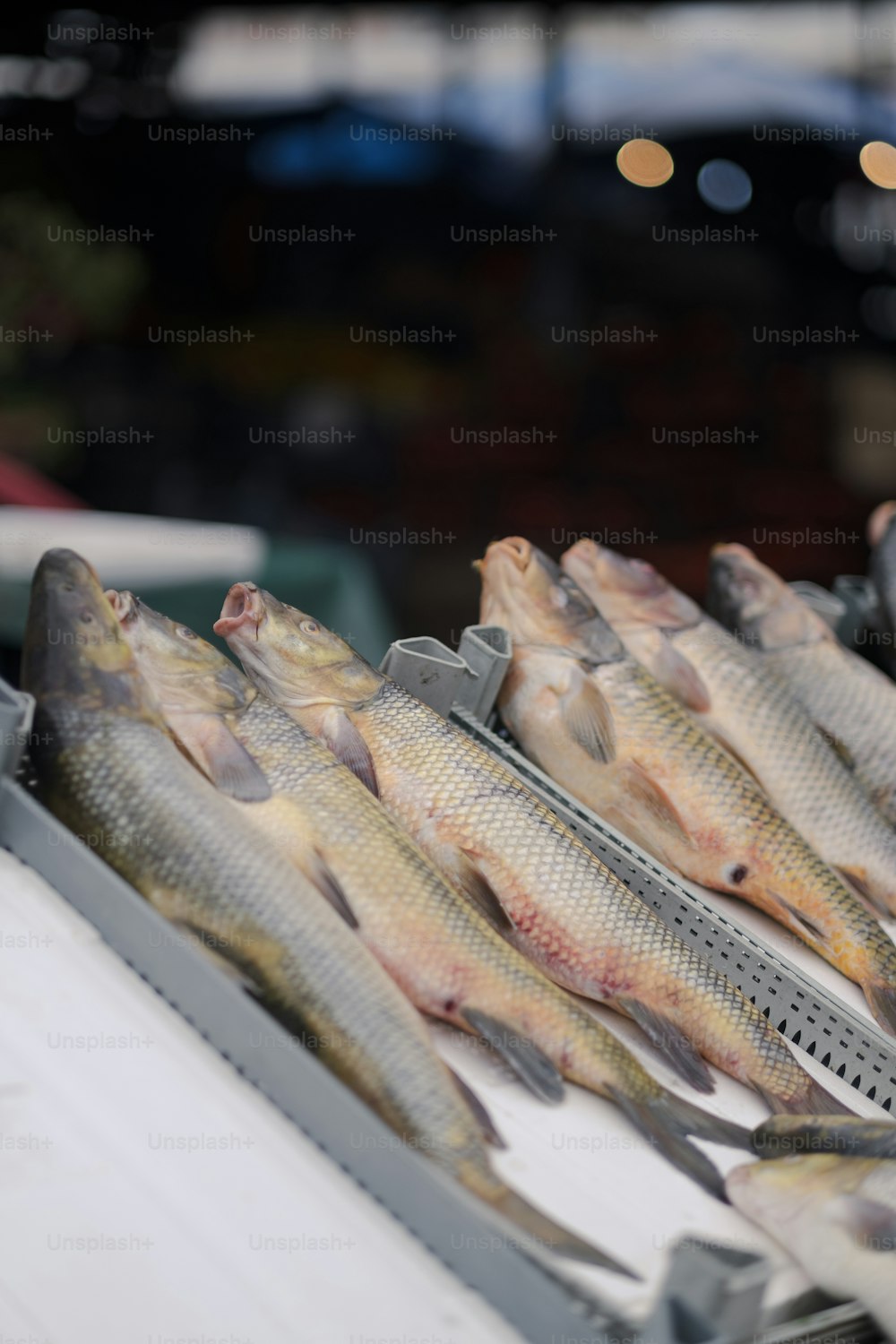 a bunch of fish that are sitting on a table