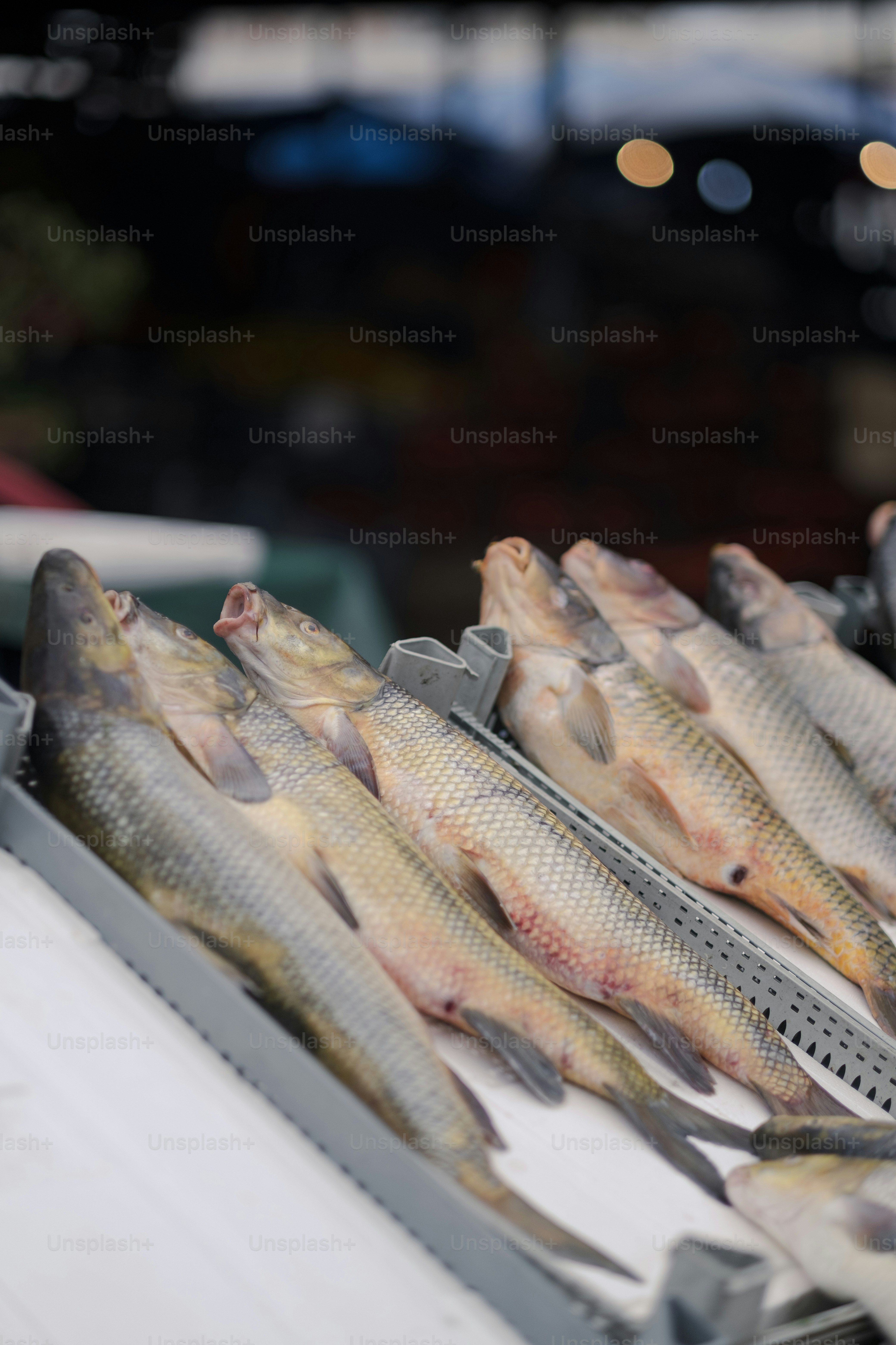 Fresh fish for sale in Turkey.