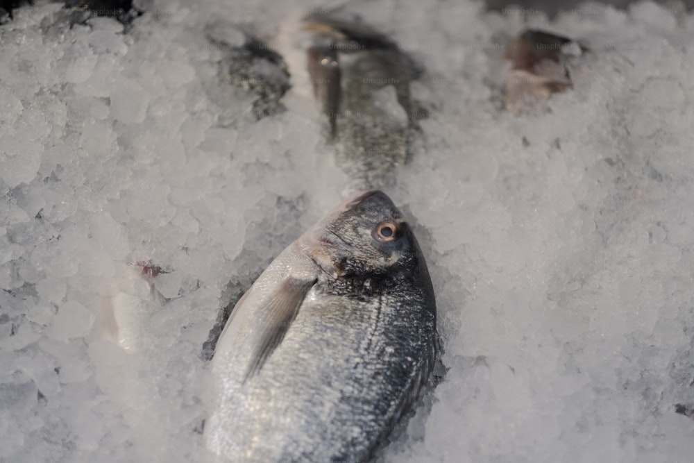 a group of fish sitting on top of a pile of ice