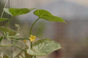 a close up of a plant with a yellow flower