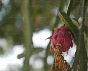 木の上の花のクローズアップ