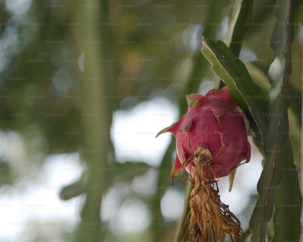 a close up of a flower on a tree