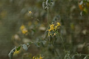 a close up of a plant with yellow flowers