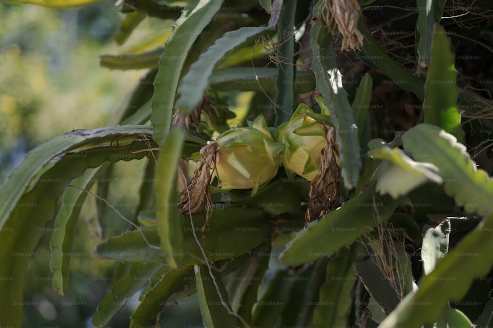 Ein Bündel Bananen, die an einem Baum hängen