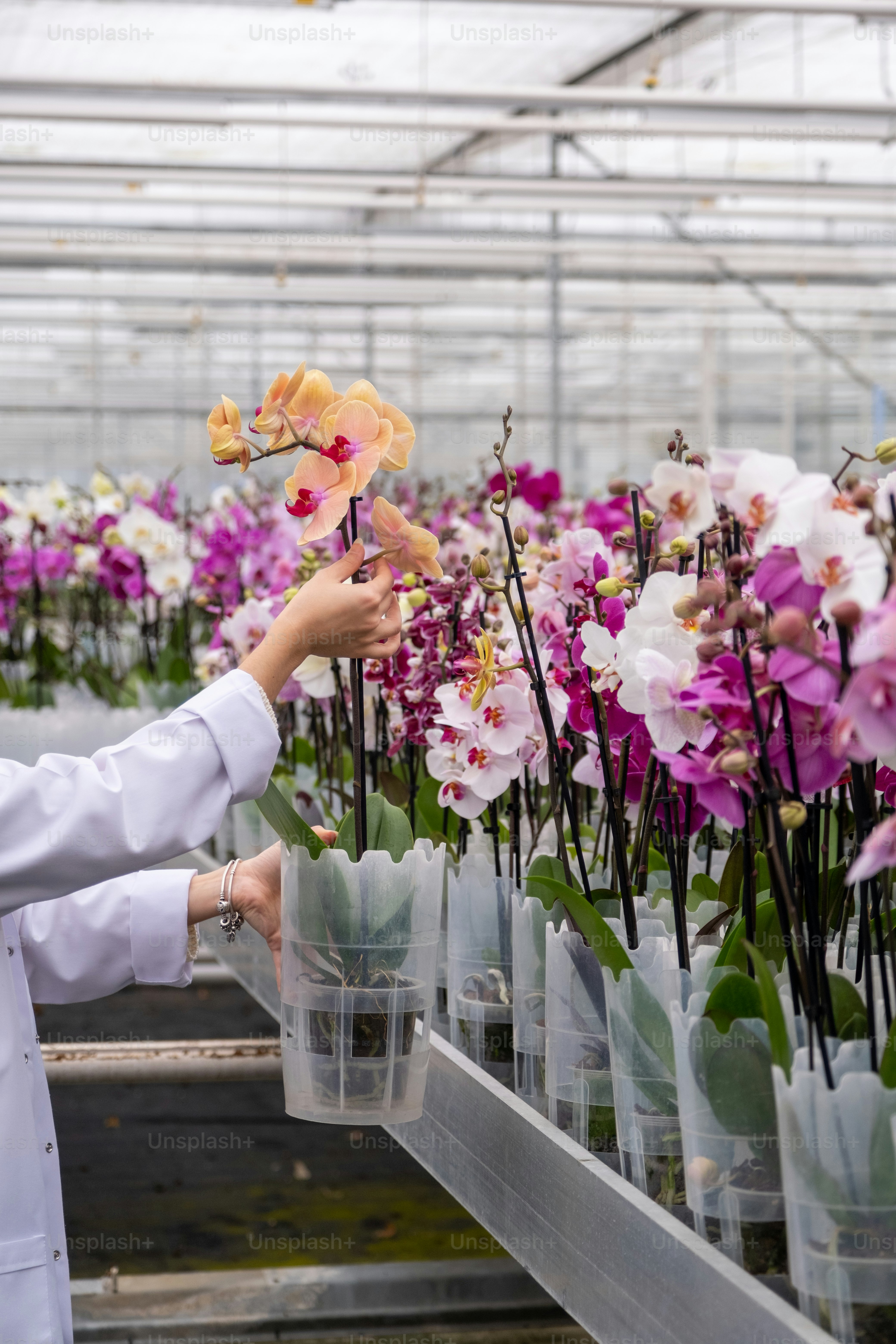 a woman in a greenhouse holding a flower