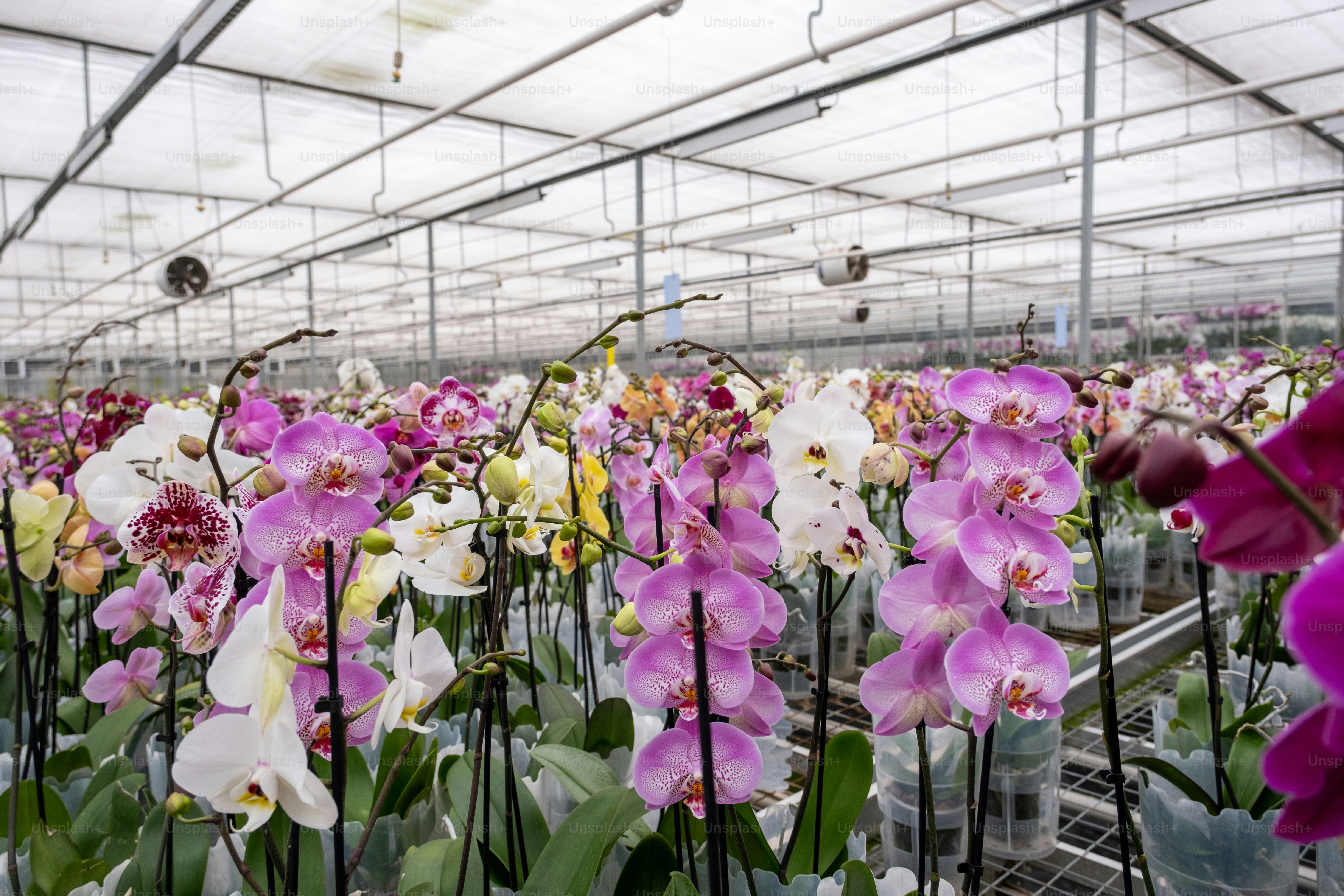 Ein Gewächshaus mit vielen lila und weißen Blumen