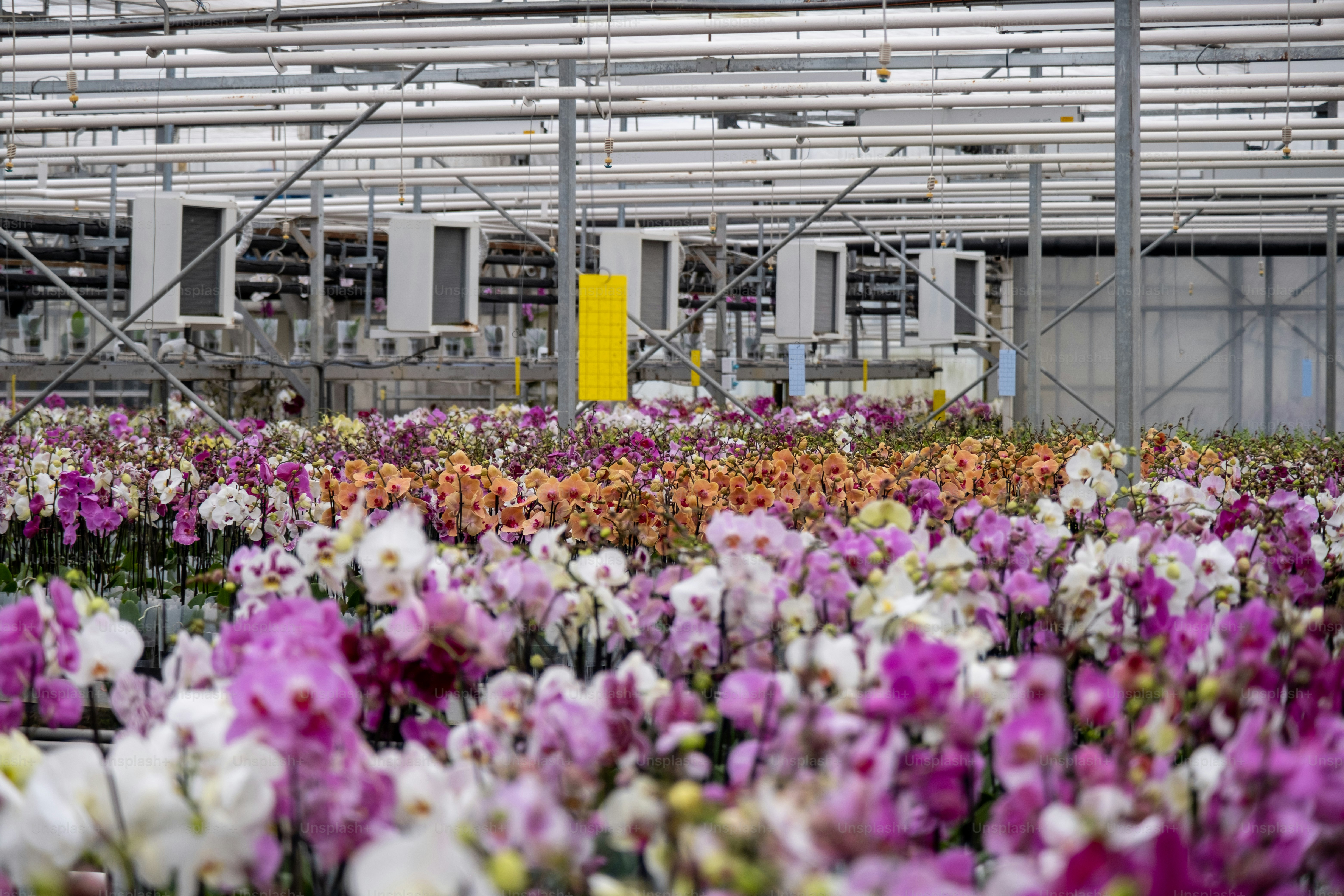 a greenhouse filled with lots of purple and white flowers