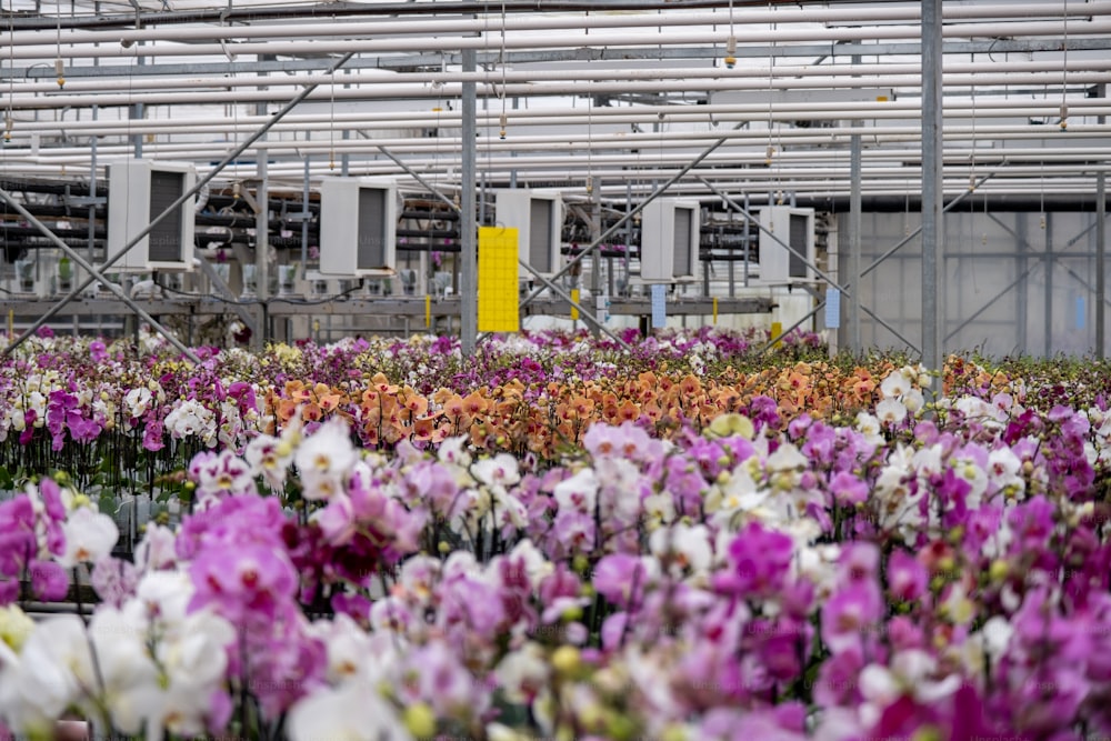 a greenhouse filled with lots of purple and white flowers