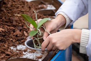 a person is holding a plant in a pot