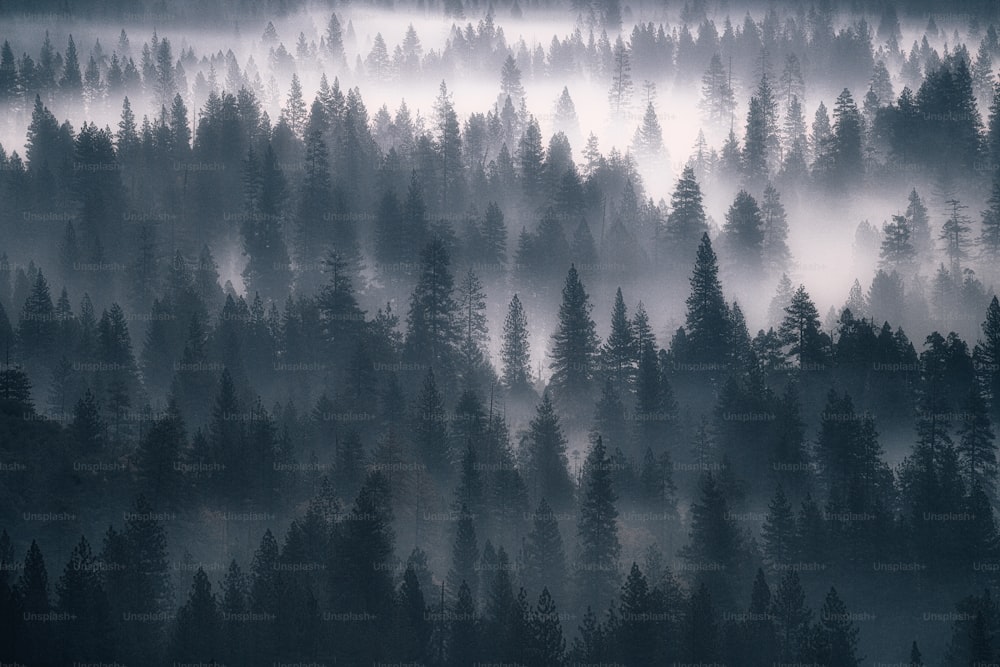 Ein nebliger Wald mit vielen Bäumen