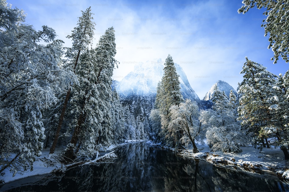 a river running through a forest covered in snow