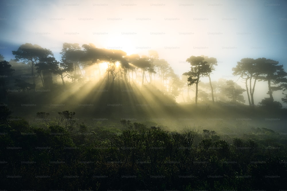 the sun is shining through the trees in the forest