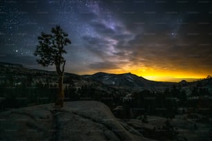 a lone tree on a rocky outcropping at night