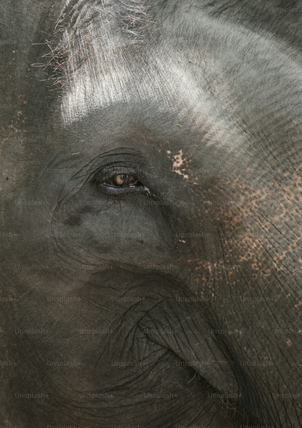 a close up of an elephant's face with a blurry background