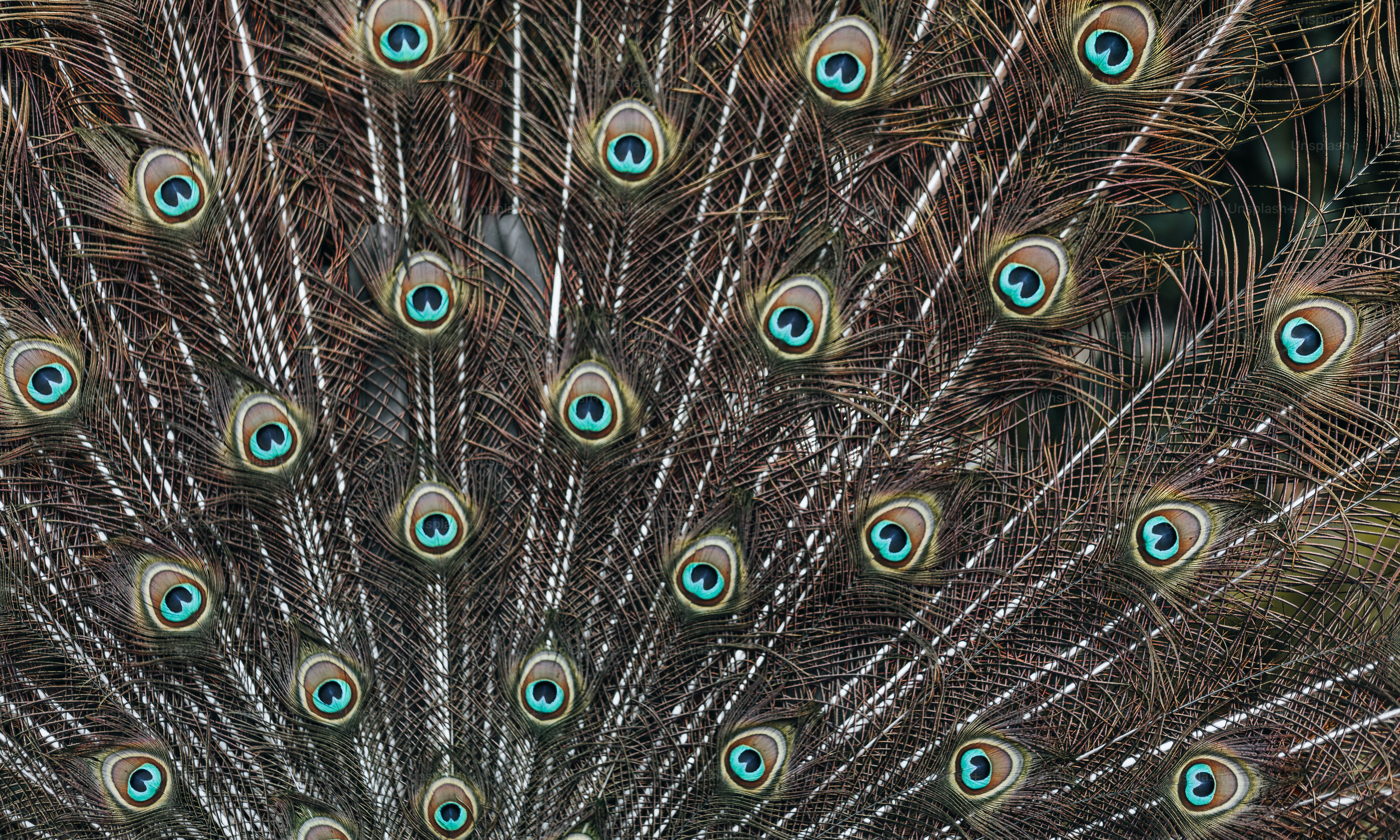 A close up of a peacock's feathers with blue eyes photo – Peacock feather  Image on Unsplash, image size:3000x1801
