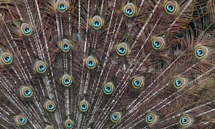 um close up das penas de um pavão com olhos azuis