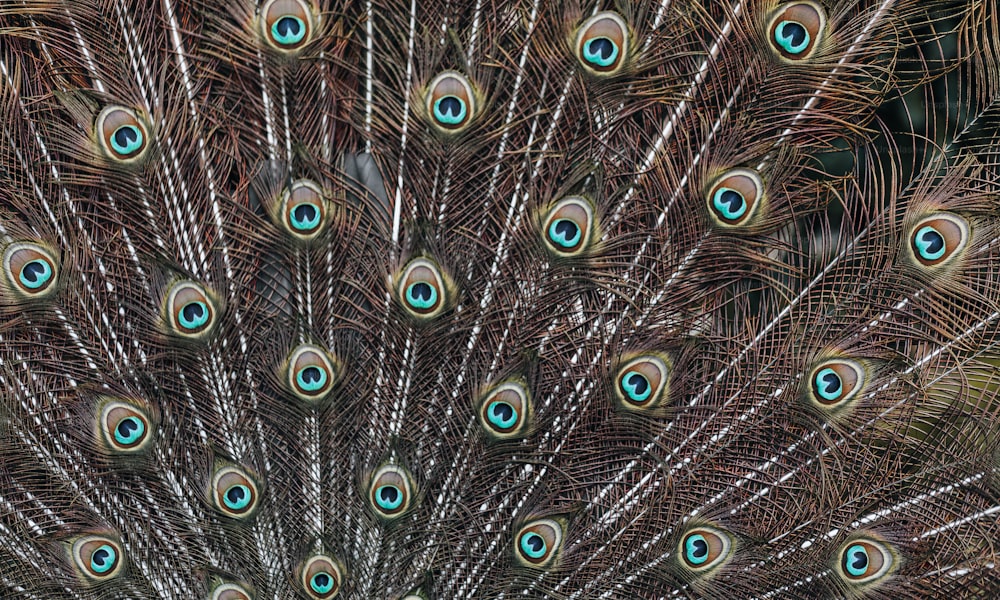 Un primo piano delle piume di un pavone con gli occhi azzurri foto