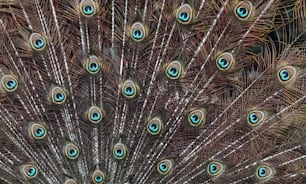 Un primer plano de las plumas de un pavo real con ojos azules