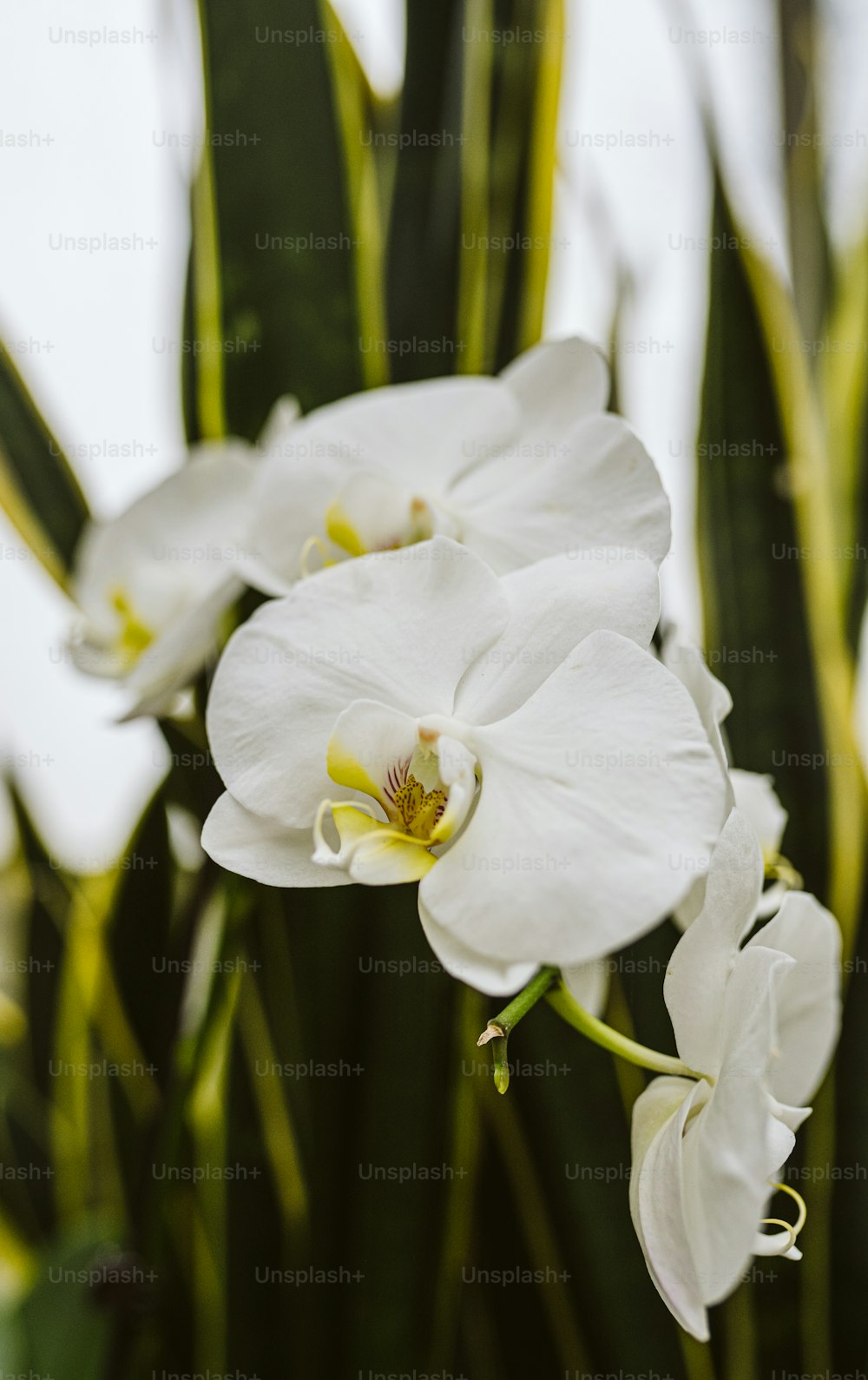 緑の茎を持つ白い花のグループ