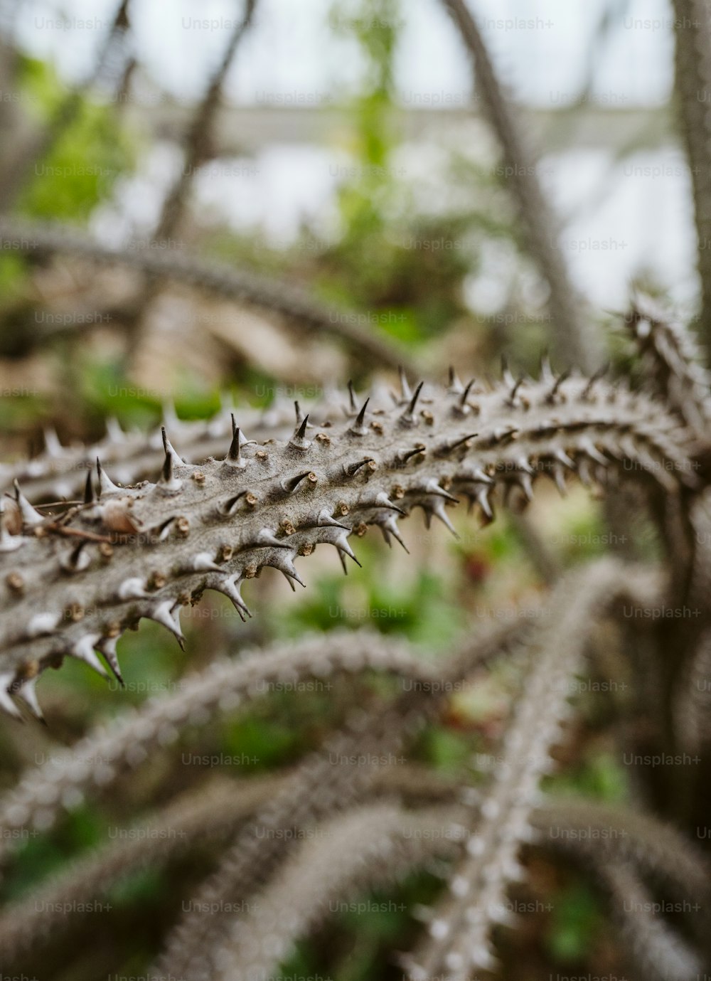 a close up of a plant with spikes on it