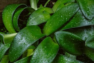 a close up of a plant with water droplets on it