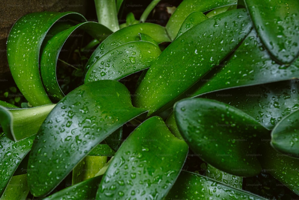 a close up of a plant with water droplets on it