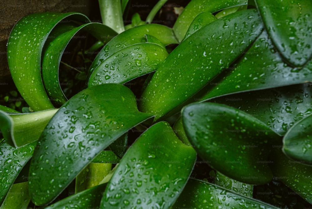um close up de uma planta com gotículas de água sobre ele