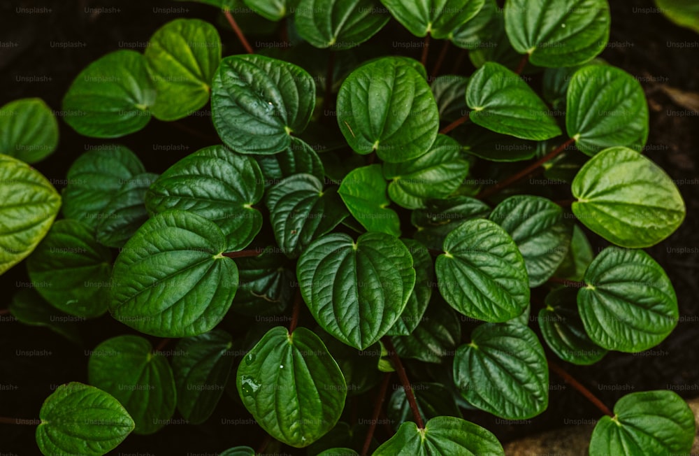 45,628+ Green Foliage Pictures  Download Free Images on Unsplash