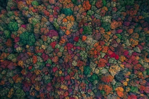 Wall Art Inspired by Aurora