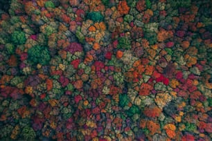 an aerial view of a forest with lots of trees