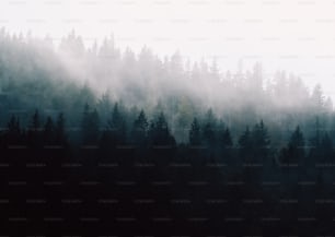 霧に覆われたたくさんの木々でいっぱいの森
