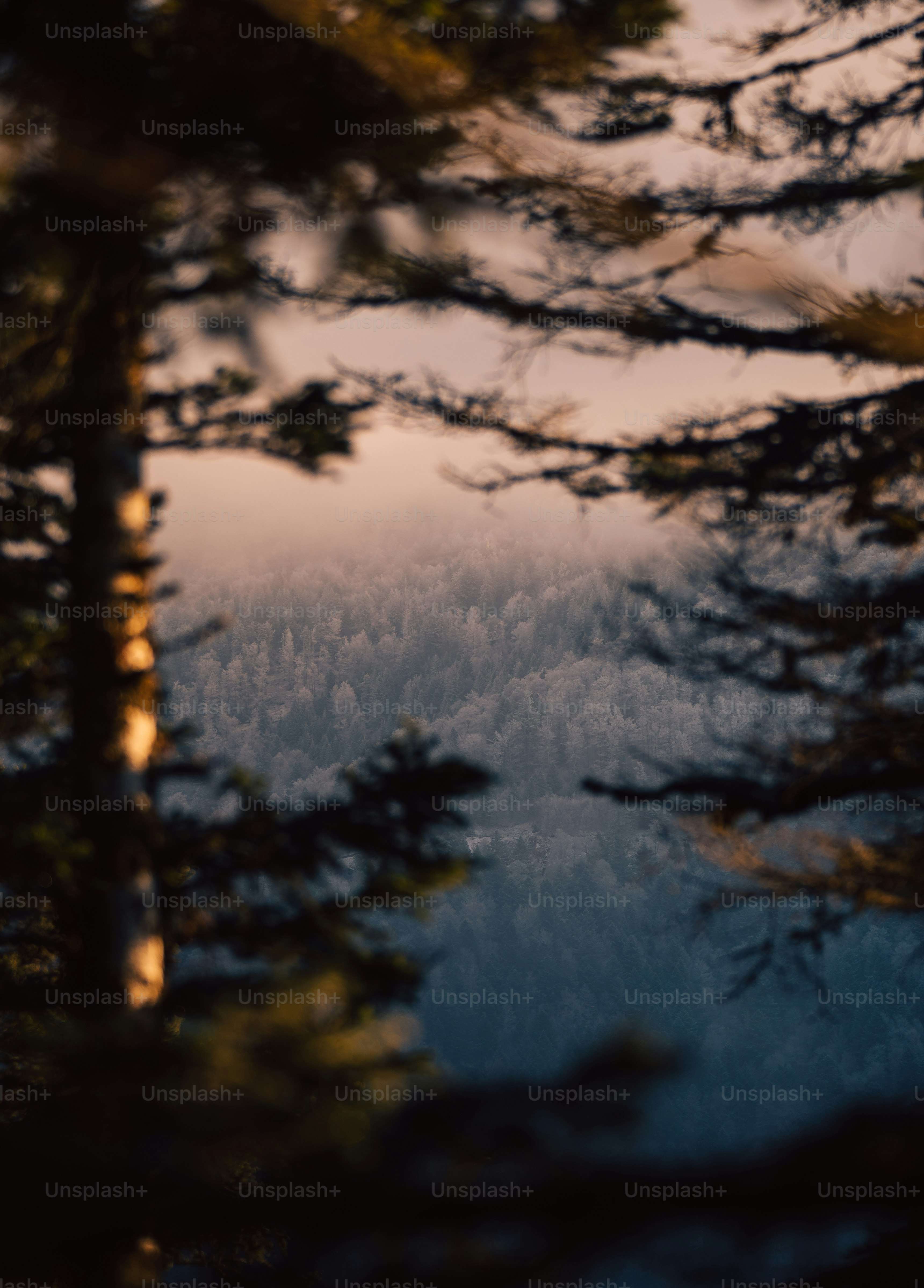 Blick auf einen Berg durch einige Bäume