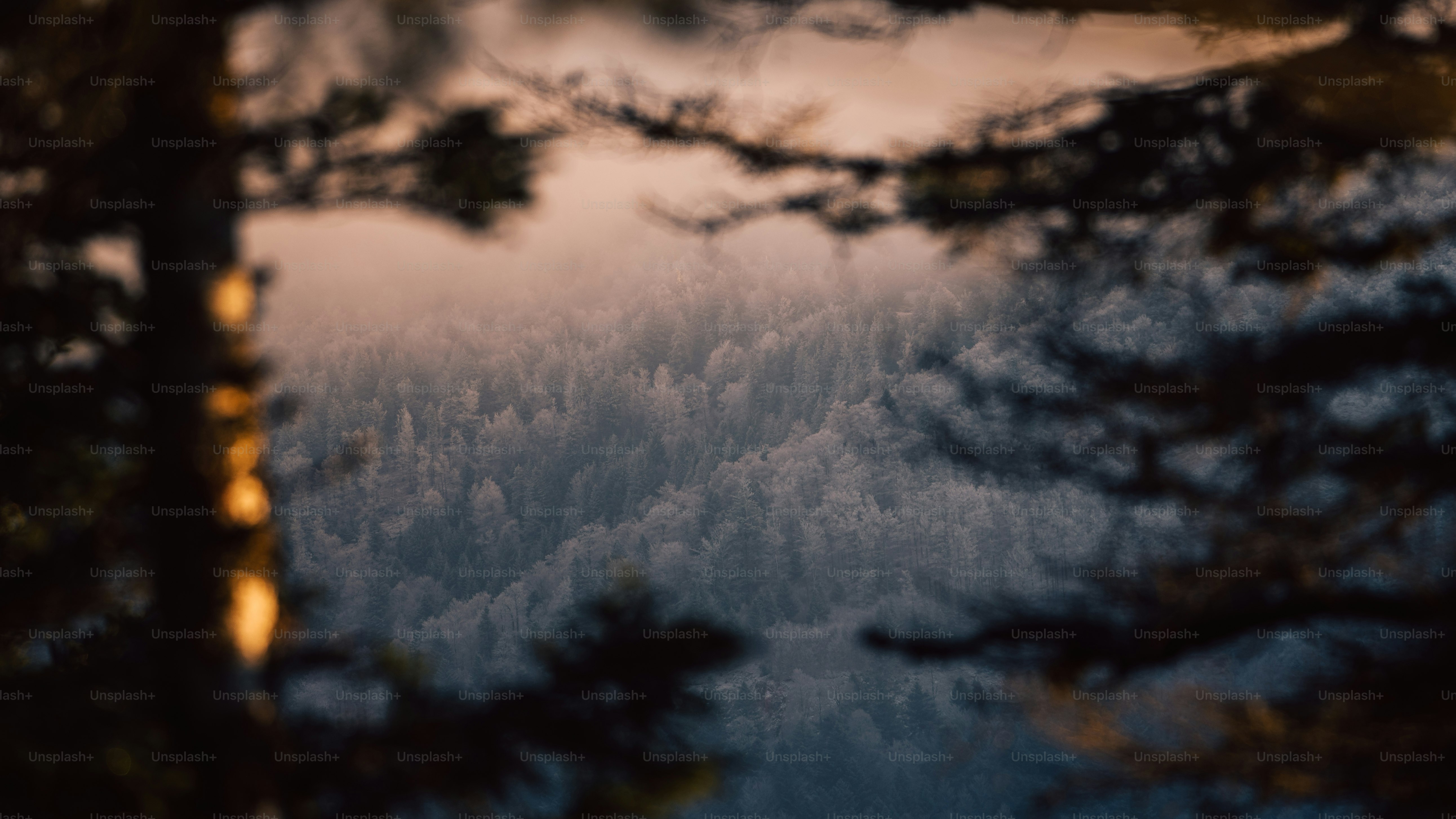 a forest filled with lots of trees under a cloudy sky